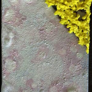 Schimmel kunst/ Fungal Art